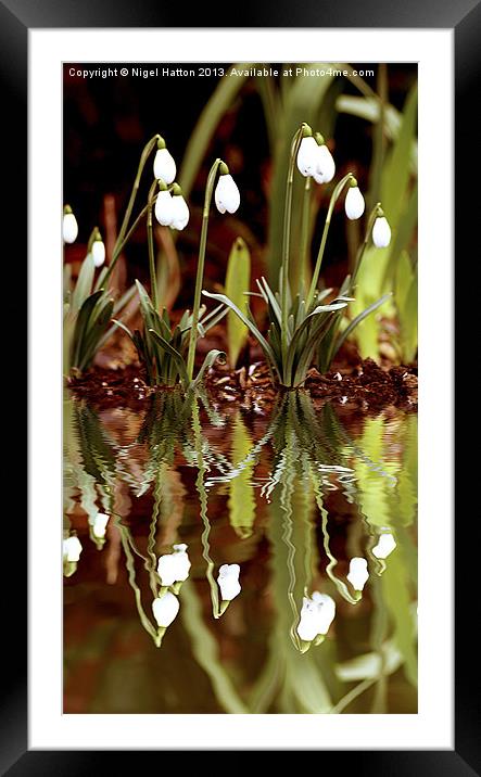 Snow Drop Reflections Framed Mounted Print by Nigel Hatton