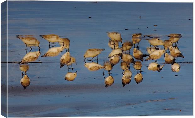Birds,a different view Canvas Print by Tony Reddington