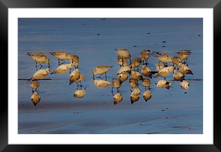 Birds,a different view Framed Mounted Print by Tony Reddington