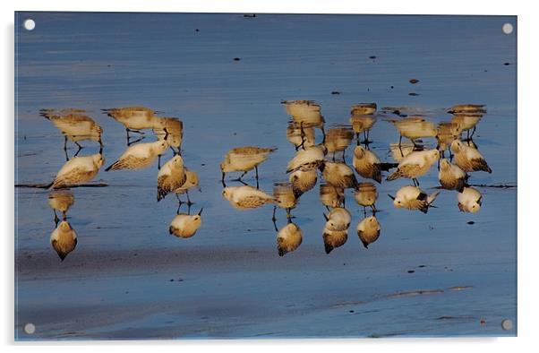 Birds,a different view Acrylic by Tony Reddington