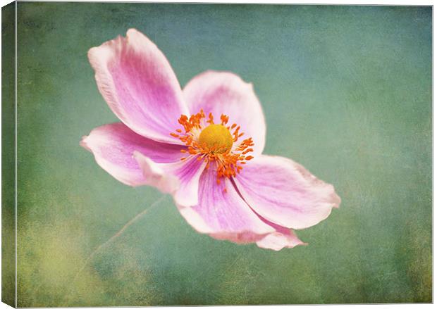 Petals in the wind Canvas Print by Dawn Cox