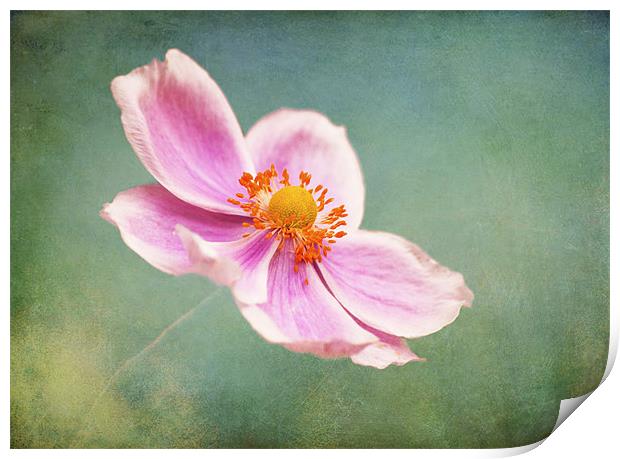 Petals in the wind Print by Dawn Cox