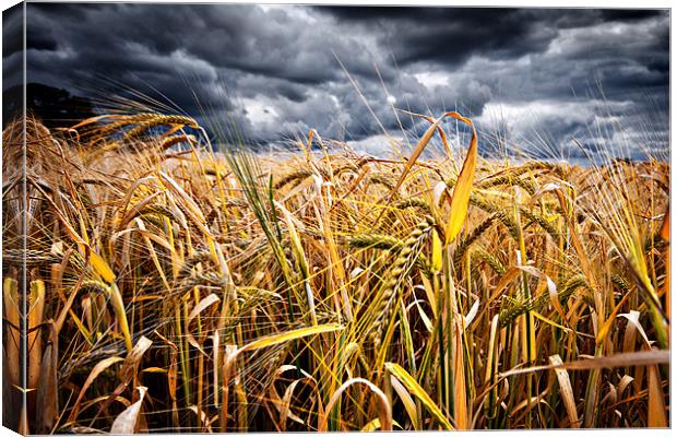 storm over wheat Canvas Print by meirion matthias