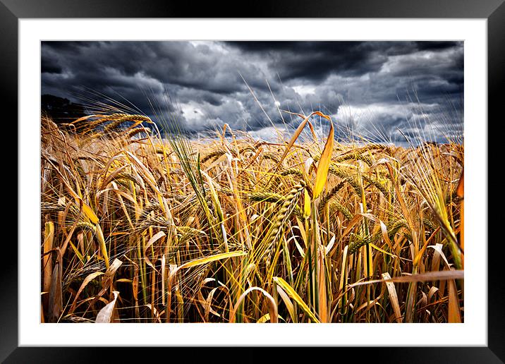 storm over wheat Framed Mounted Print by meirion matthias