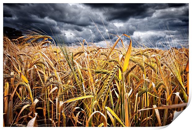 storm over wheat Print by meirion matthias