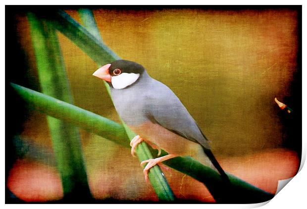 Java Sparrow Print by Maria Tzamtzi Photography