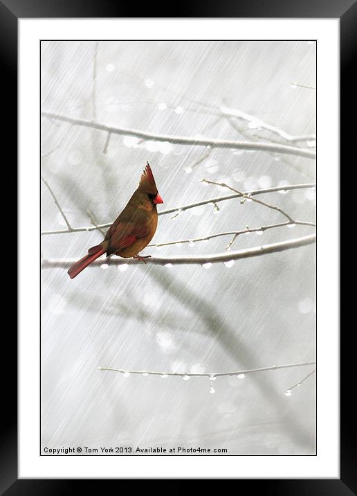 CARDINAL IN THE RAIN Framed Mounted Print by Tom York