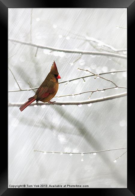 CARDINAL IN THE RAIN Framed Print by Tom York