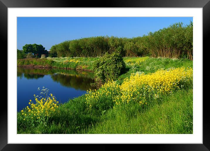 Spring Flowers on Banks of River Don Framed Mounted Print by Darren Galpin