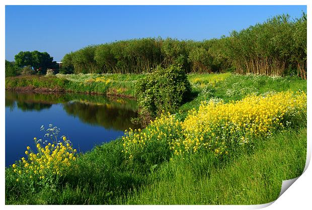 Spring Flowers on Banks of River Don Print by Darren Galpin