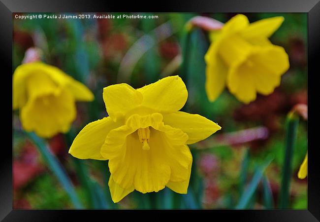 Daffodils Framed Print by Paula J James