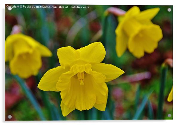 Daffodils Acrylic by Paula J James