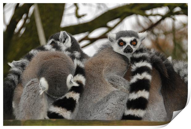 Ring Tailed Lemur Print by Mark Lee