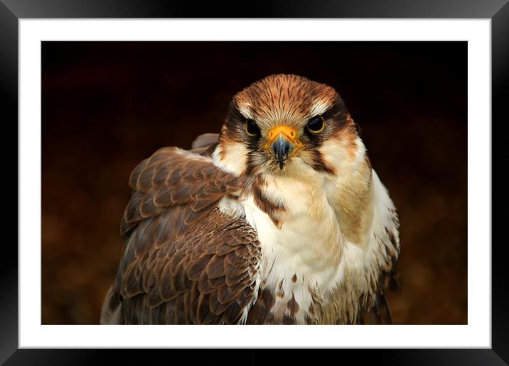 Perigrine Falcon Framed Mounted Print by Mark Lee