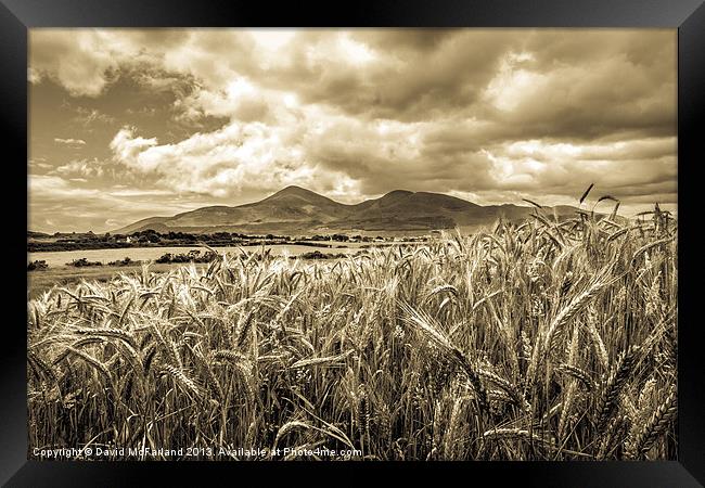 Timeless Mourne Harvest Framed Print by David McFarland