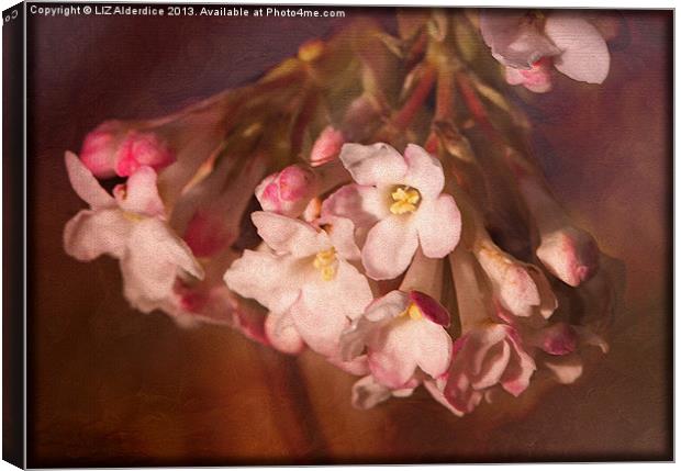 Pink Viburnum Canvas Print by LIZ Alderdice