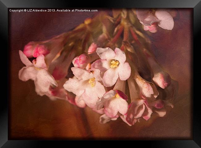 Pink Viburnum Framed Print by LIZ Alderdice