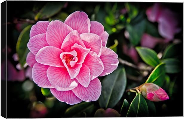 Pink Camellia Canvas Print by Mark Llewellyn