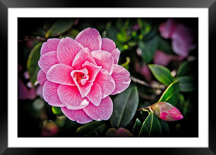 Pink Camellia Framed Mounted Print by Mark Llewellyn
