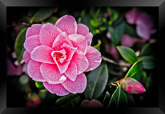 Pink Camellia Framed Print by Mark Llewellyn
