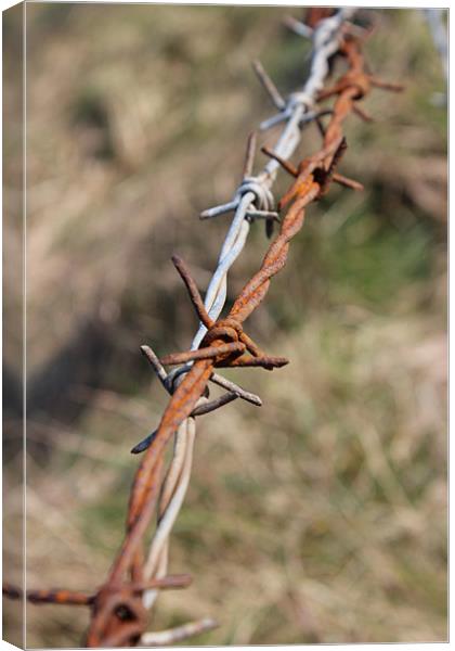 STRING OF BARBED WIRE Canvas Print by HELEN PARKER