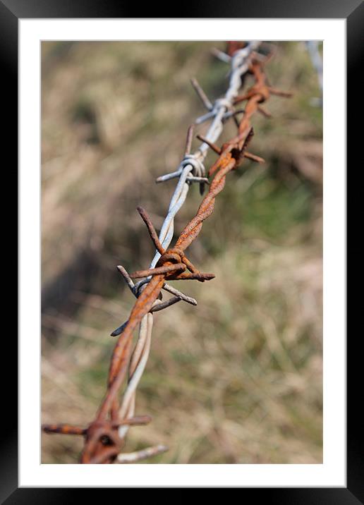 STRING OF BARBED WIRE Framed Mounted Print by HELEN PARKER