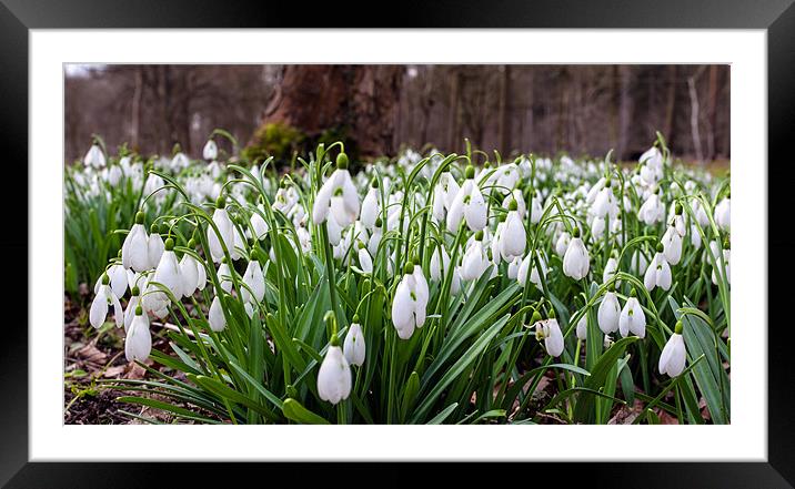 Snowdrops Framed Mounted Print by Mark Harrop