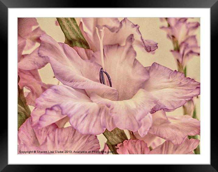 Shabby Chic Gladioli Framed Mounted Print by Sharon Lisa Clarke