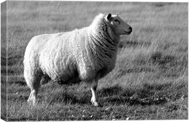 Woolly Coat in black and white Canvas Print by Sharon Lisa Clarke