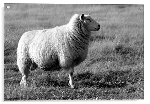 Woolly Coat in black and white Acrylic by Sharon Lisa Clarke