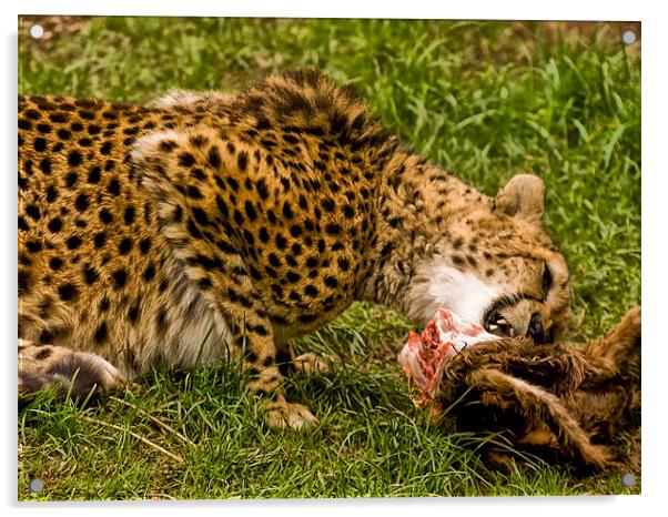 Cheetah (Acinonyx jubatus) Acrylic by Jay Lethbridge
