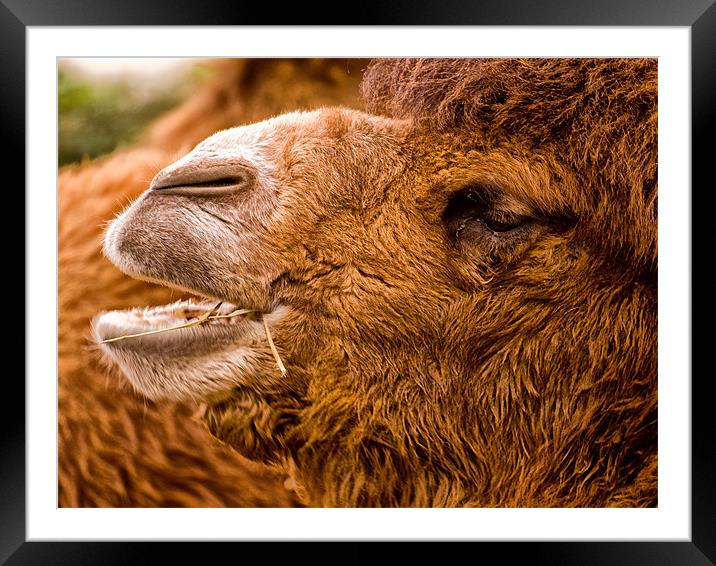 Bactrian Camel (Camelus bactrianus) Framed Mounted Print by Jay Lethbridge