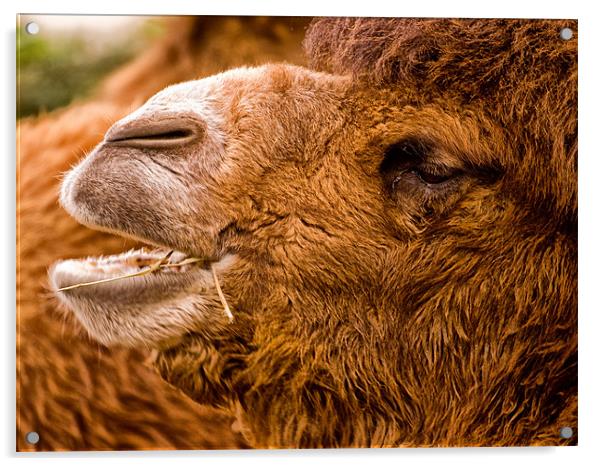Bactrian Camel (Camelus bactrianus) Acrylic by Jay Lethbridge