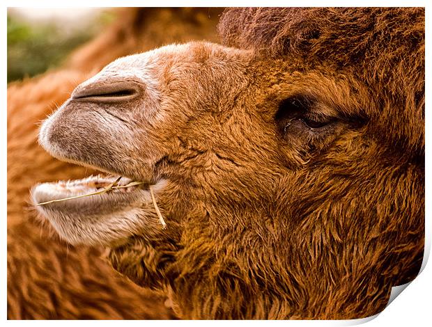 Bactrian Camel (Camelus bactrianus) Print by Jay Lethbridge