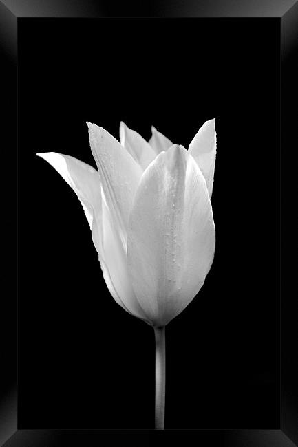 White on Black Framed Print by Robin Larner