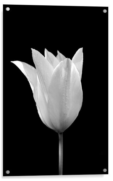 White on Black Acrylic by Robin Larner