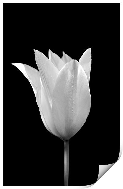White on Black Print by Robin Larner
