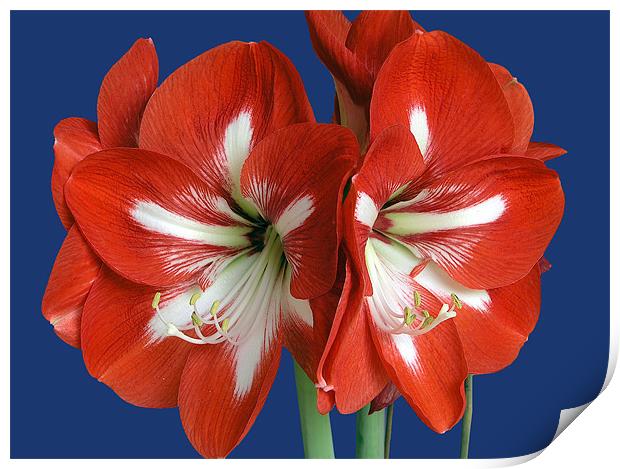 Red Amaryllis Print by mike lester