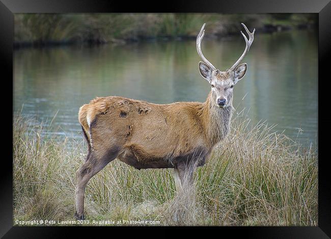 Red Deer Stag Framed Print by Pete Lawless