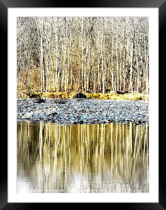 Silver Birches Framed Mounted Print by Laura McGlinn Photog