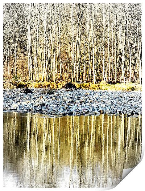 Silver Birches Print by Laura McGlinn Photog