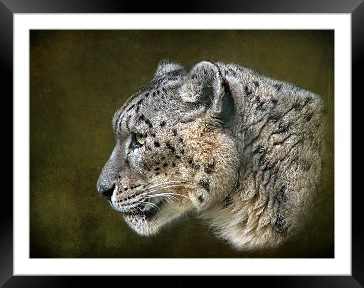 Snow Leopard.. Framed Mounted Print by Debra Kelday