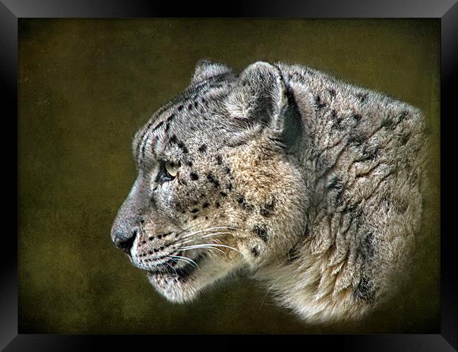 Snow Leopard.. Framed Print by Debra Kelday