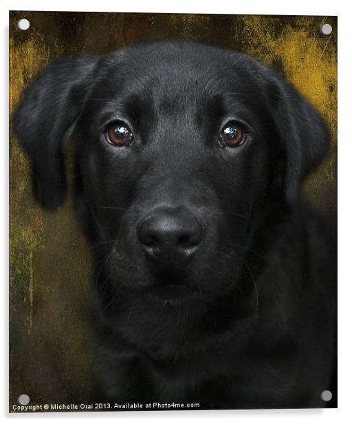 Black Lab Pup Acrylic by Michelle Orai