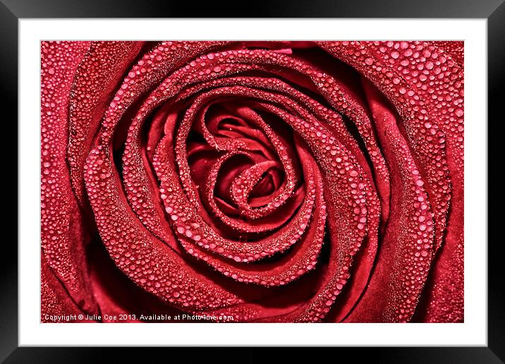 Raindrop Rose Framed Mounted Print by Julie Coe