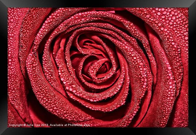 Raindrop Rose Framed Print by Julie Coe