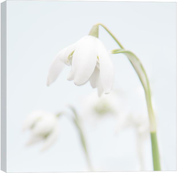 Snowdrop Canvas Print by Malcolm Wood
