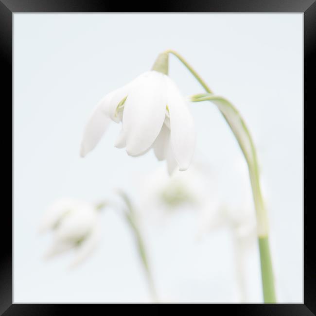 Snowdrop Framed Print by Malcolm Wood
