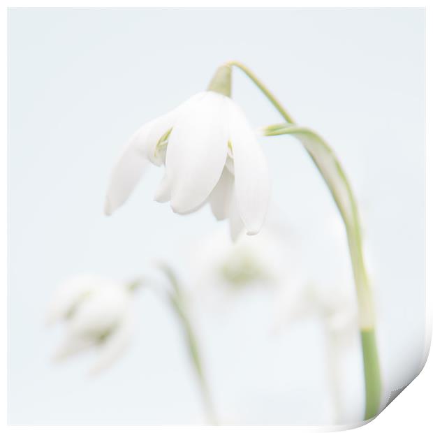 Snowdrop Print by Malcolm Wood