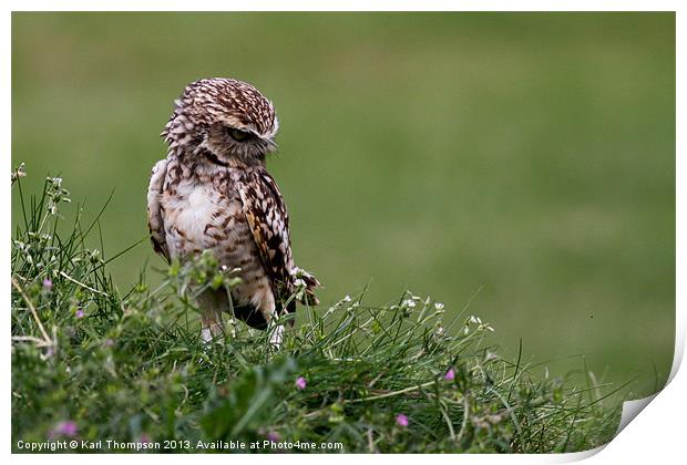 Little Owl Print by Karl Thompson